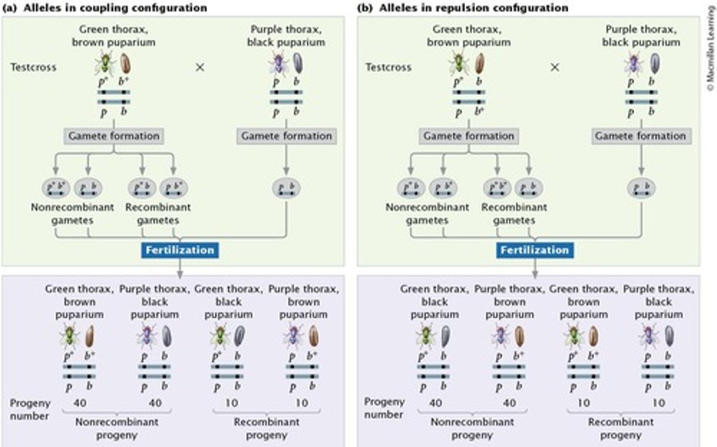 <p>Wild-type alleles are found on one chromosome; mutant alleles are found on the other chromosome.</p>