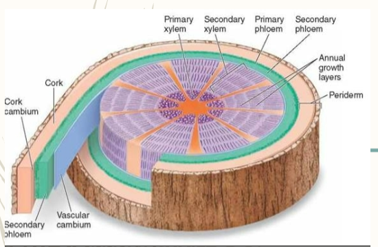 <p>Stems: Meristematic Tissues</p>