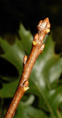 Blade: pointy 7-5 lobe ends, deep u-shaped sinus' that go almost to midrib
Reproductive: squished acorn, can be stripped
Bark: brown/grey with furrows, when young brown with white lenticles