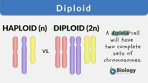 <p>A cell containing two sets of chromosomes, one from each parent. Somatic cells are usually diploid. In humans, the typical number of diploid chromosomes if 46.</p>