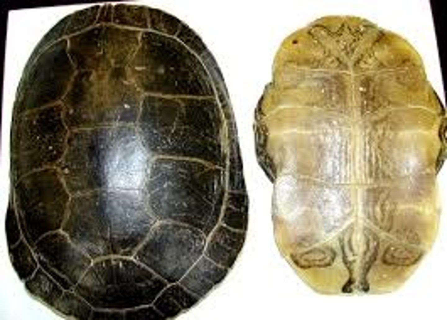 <p>hard outer covering or case of certain organisms such as arthropods and turtles</p>