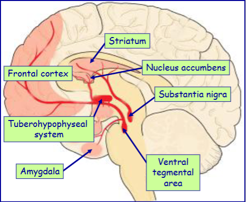 <p>ventral hypothalamus →&nbsp;median eminence and pituitary gland (tuberohypophyseal system)</p>