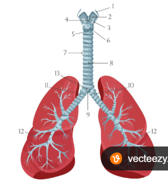 <p>Your main breathing organs that take in oxygen and get rid of carbon dioxide.</p>