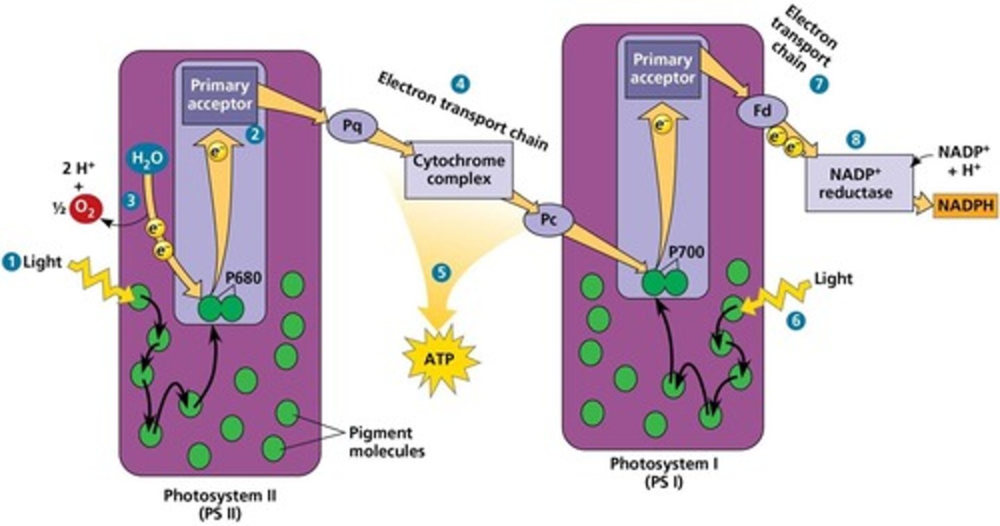 <p>Linear (non-cyclic) and cyclic electron flow.</p>
