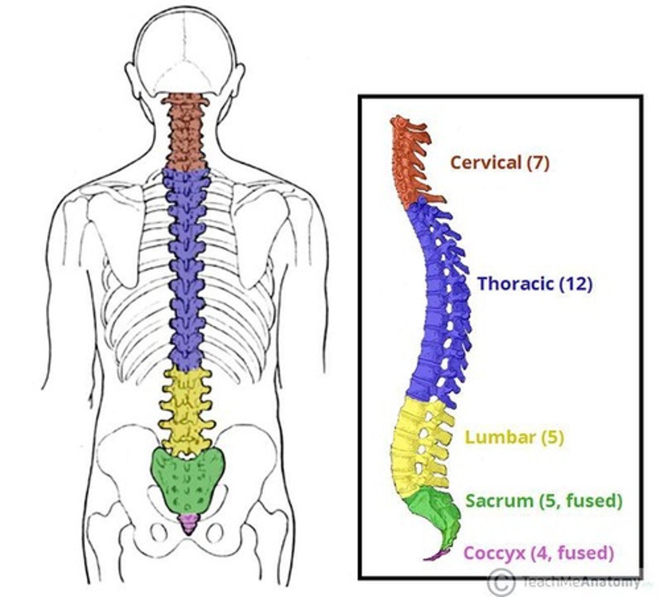 <p>It brings sensory information into the spinal cord.</p>