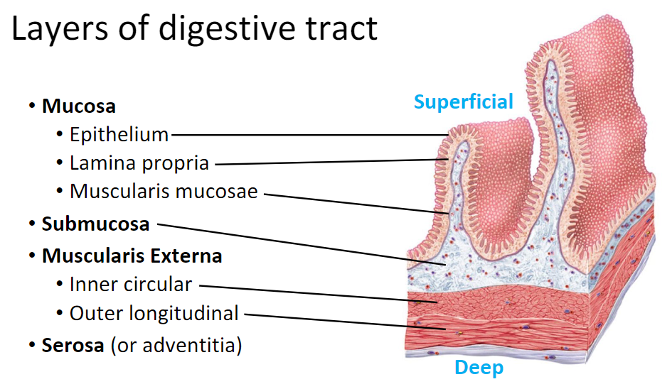 <p>Mucosa- Epithelium, lamina propria, muscularis mucosae</p><p>Submucosa</p><p>Muscularis Externa- Inner circular, Outer Longitudinal</p><p>Serosa</p>