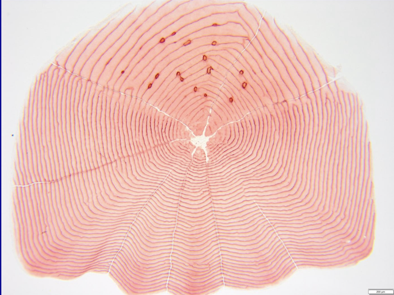 <p>what kind of scale is this?</p>