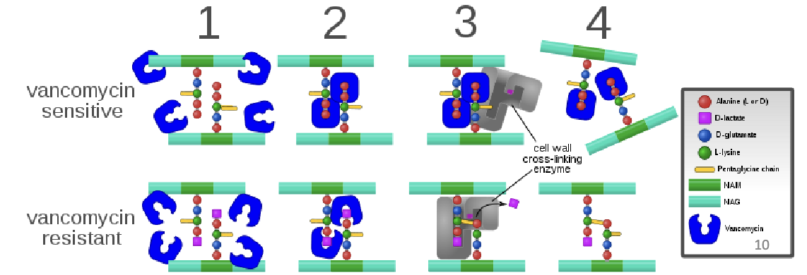 <p><span>Was “drug of last resort”, now resistance is becoming more common in some Gram positives but not Pneumococcus.</span><br><span>Binds to (D-ala)-(D-ala) dipeptide and blocks crosslinking</span><br><span>Resistance occurs by replacing the terminal D-ala with</span><br><span>either lactate or D-serine</span></p>