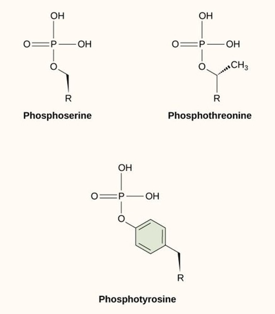 <p>the addition of a phosphate group (PO43-) to residues of the amino acids serine, threonine, and tyrosine</p>