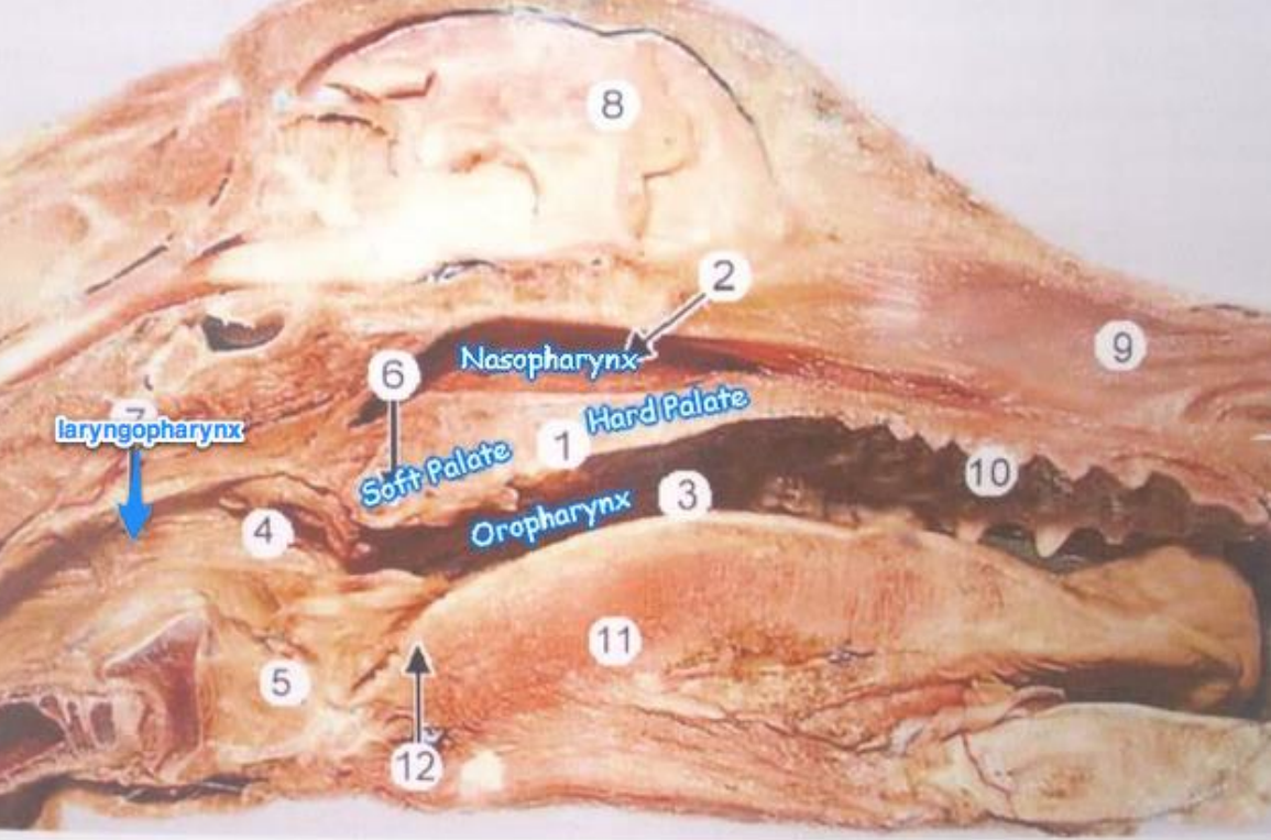 <p><strong>Pars laryngea pharyngis</strong> - caudally. With the structures auditus laryngis caudoventrally and vestibulum esophagi caudodorsally. (1 of 3 main parts of pharynx)</p>