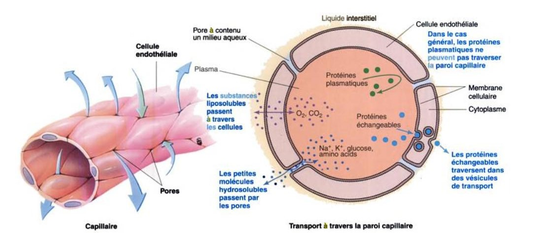 <p>schéma d’un capillaire fenestré fente intercellulaire de 100 nm</p><p>Capillaire continu = pas de pore</p><p>Capillaire discontinue = pore dans lequel cellule peuvent entrer et sortir.Ces cellules sont présentes au niveau de la moelle épiniere</p>