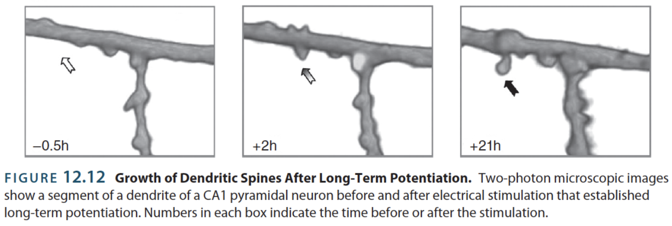 <p>→ for glutamatergic synapses, <strong>LTP</strong> correlates with the size of the dendritic spines + # of <strong>AMPA receptors </strong></p><ul><li><p>Relatively easy to measure</p></li></ul><p></p>