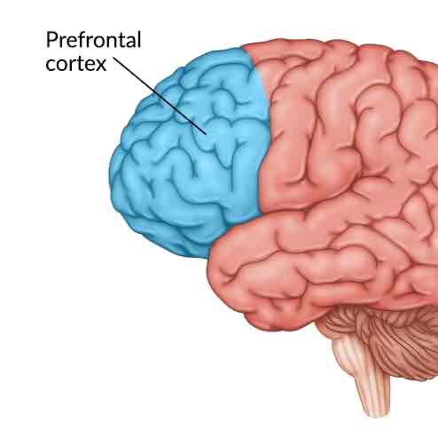 <p>Prefrontal cortex function</p>