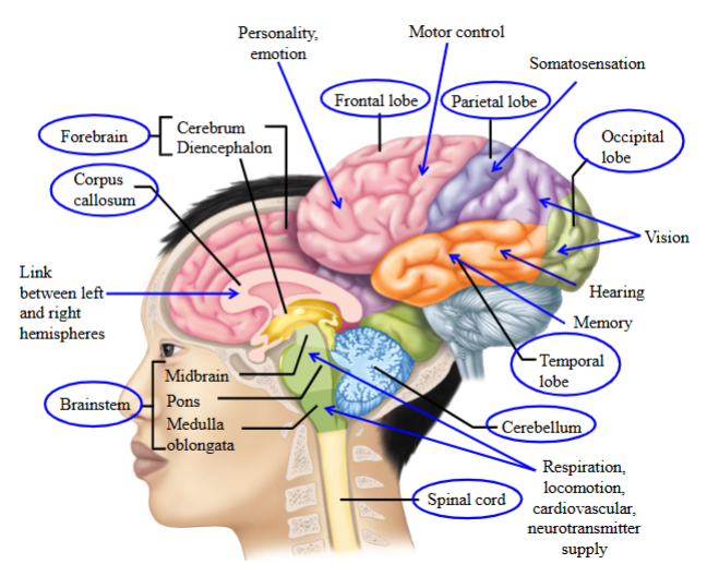 <ul><li><p>Posterior to the frontal lobe, mediates skin and muscle sensation.</p><ul><li><p>Somatosensation.</p></li></ul></li></ul><p></p>