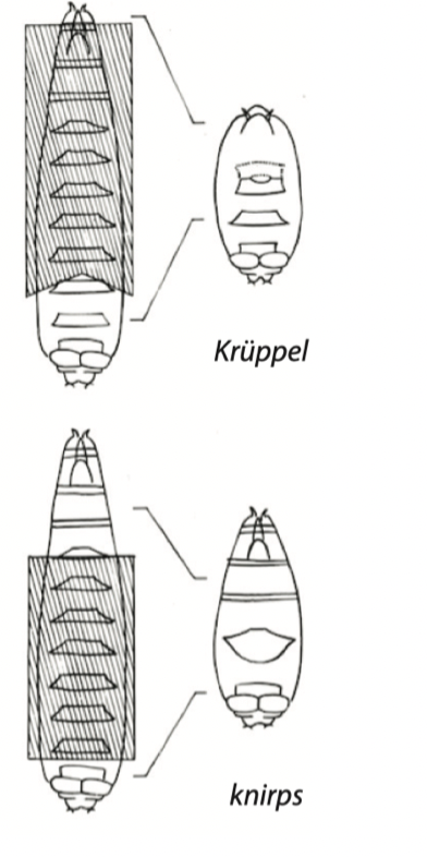 <p>mutants have large regions of banding missing</p><p>ex. krupel, knirps</p>