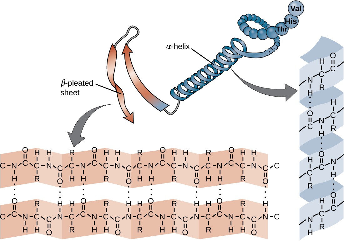Hydrogen bonds twist and fold and form an alpha helix (single strand) or beta pleated sheets (two strands). Increase stability and amino acid fold into repeating pattern. 