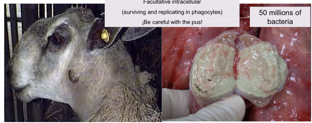 <p>Abscess in lymph nodes and internal organs</p>