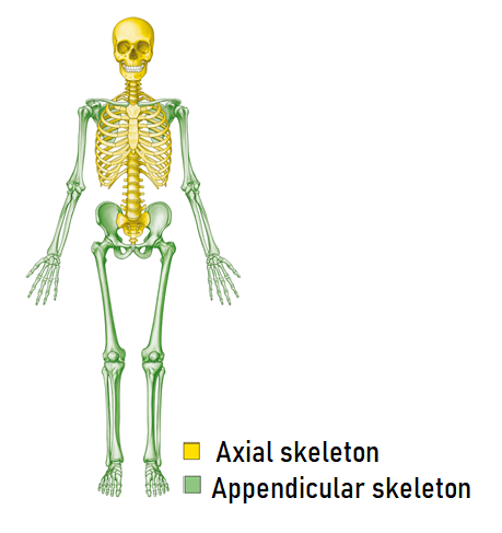 <ul><li><p>There are two sections of the skeletal system, called the <strong>axial</strong> and <strong>appendicular</strong> skeleton</p></li><li><p>The <strong>axial</strong> skeleton consists of the <strong>skull</strong>, <strong>spine</strong>,<strong> ribs</strong> and <strong>sternum</strong></p></li><li><p>The <strong>appendicular</strong> skeleton consists of the bones of the <strong>upper and lower limbs</strong>, as well as the bones from the <strong>pectoral and pelvic girdles</strong></p></li><li><p>A <strong>girdle</strong> is something that <strong>encircles</strong> something else. The <strong>pectoral girdle encircles the upper part of the rib cage</strong>, and the <strong>pelvic girdle encircles the lower spine</strong></p></li></ul><p></p>