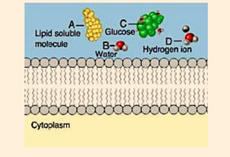 Which of these cannot rapidly pass directly
through the phospholipids of the plasma
membrane (SELECT ALL THAT APPLY)?