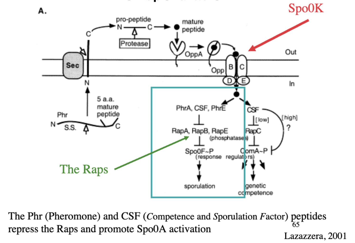 peptides that repress Raps and promote Spo0A activation