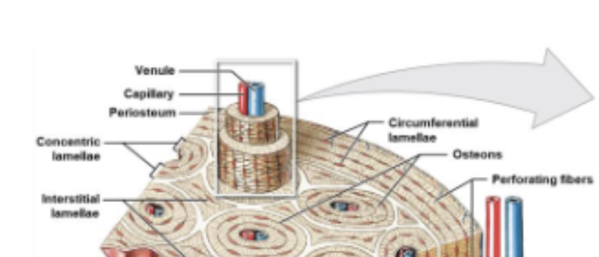 <p>Lamellae that fill spaces between osteons.</p>