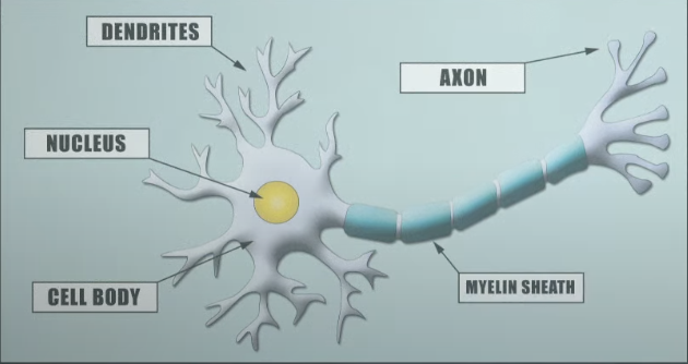 Diagram of a neuron