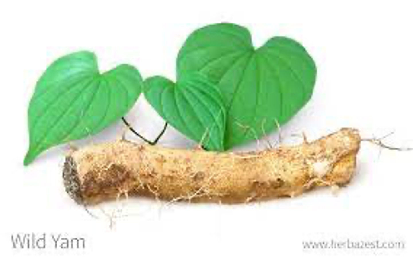 <p>wild yam</p><p>Actions: Spasmolytic*; anti-rheumatic; anti-inflam</p><p>Indications: Dysmenorrhea, endometriosis, PMS, SM relaxation; myalgia/neuralgia, OA, RA</p><p>SE:</p><p>CI: biliary obstruction, cholecystitis, biliary cancer, pancreatic cancer, hepatitis, cirrhosis</p><p>"Die spasms!!!!"</p>