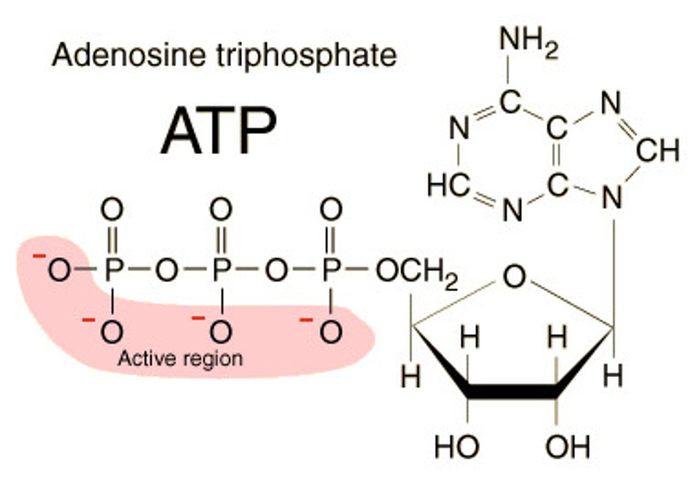 <p>(adenosine triphosphate) main energy source that cells use for most of their work</p>