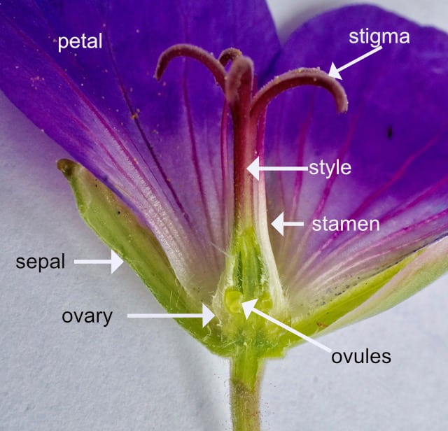 term image