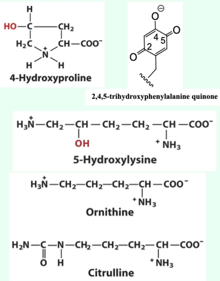 <p><strong>Structural</strong> (4-hydroxyproline and 5-hydroxylysine (found in collagen))<br><strong>Involved in catalysis</strong> (2,4,5-trihydroxyphenylalanine quinone (in copper amine oxidase)) <br><strong>Metabolites</strong> (Ornithine and citrulline)</p>