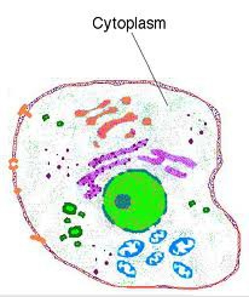 <p>A jellylike fluid inside the cell in which the organelles are suspended</p>