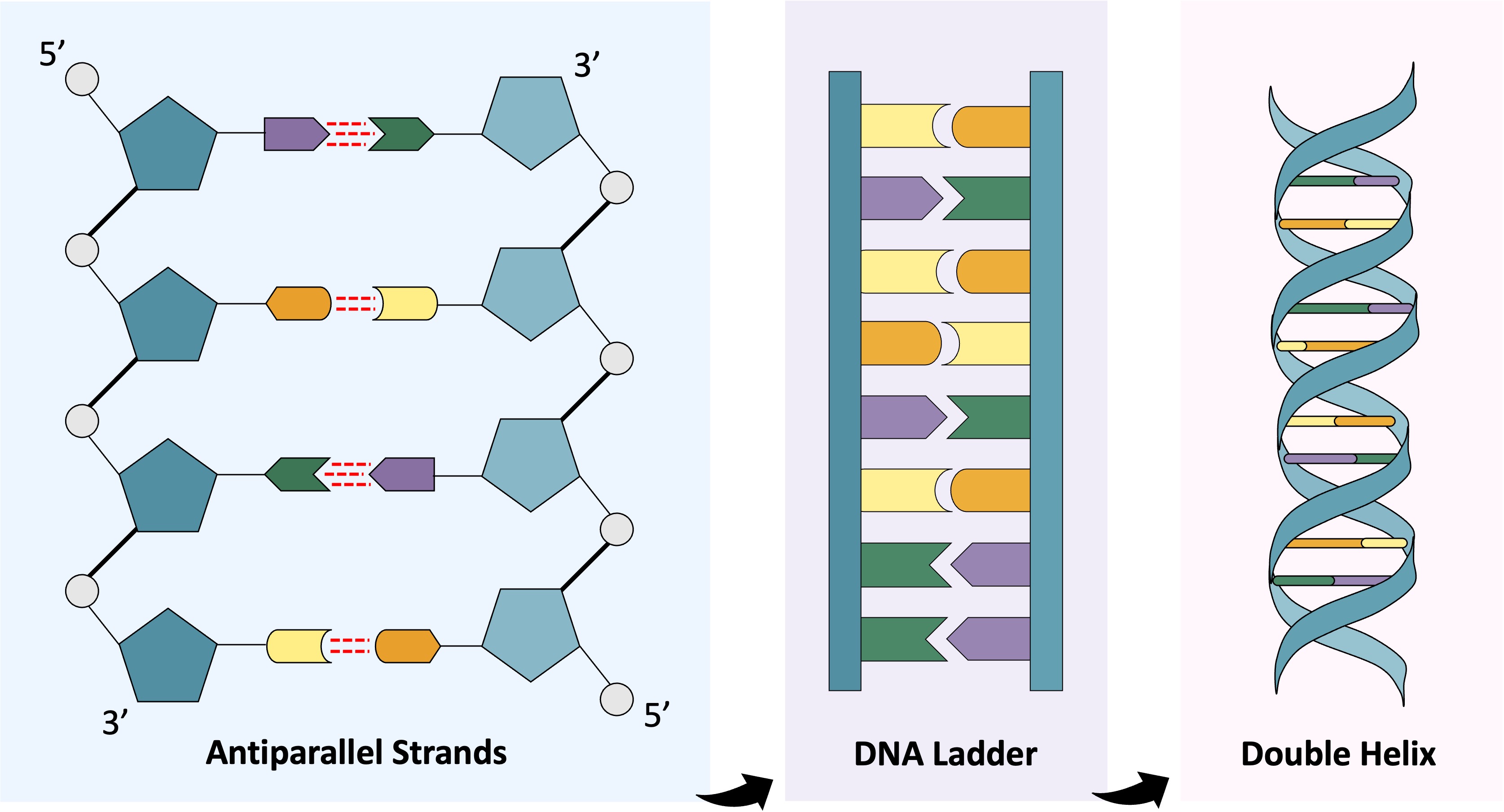 <p>DNA molekylen är antiparallell, dvs 3’ och 5’ ändar i motsatt rikting. Sägs vara komplementära</p>