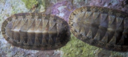 <p>Mollusca</p>