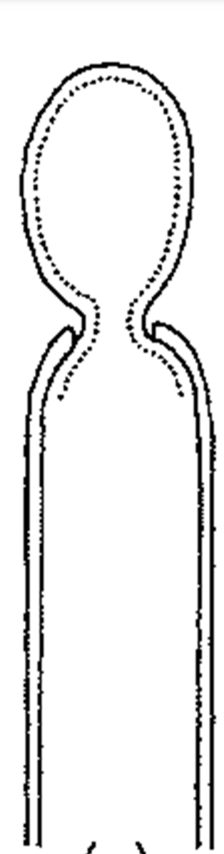 Wall of the conidiiogenous cell is rigid and breaks open
Conidium is pushed through the opening surrounded by a newly formed wall