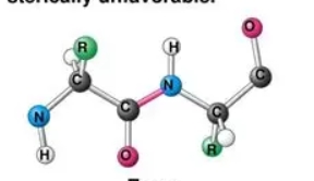 <p>What configuration are almost all peptide bonds in?</p>