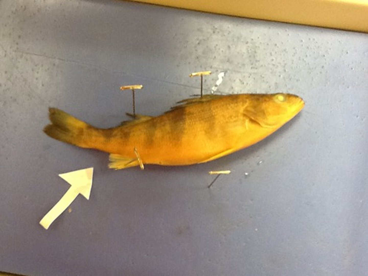 <p>Side near tail</p>