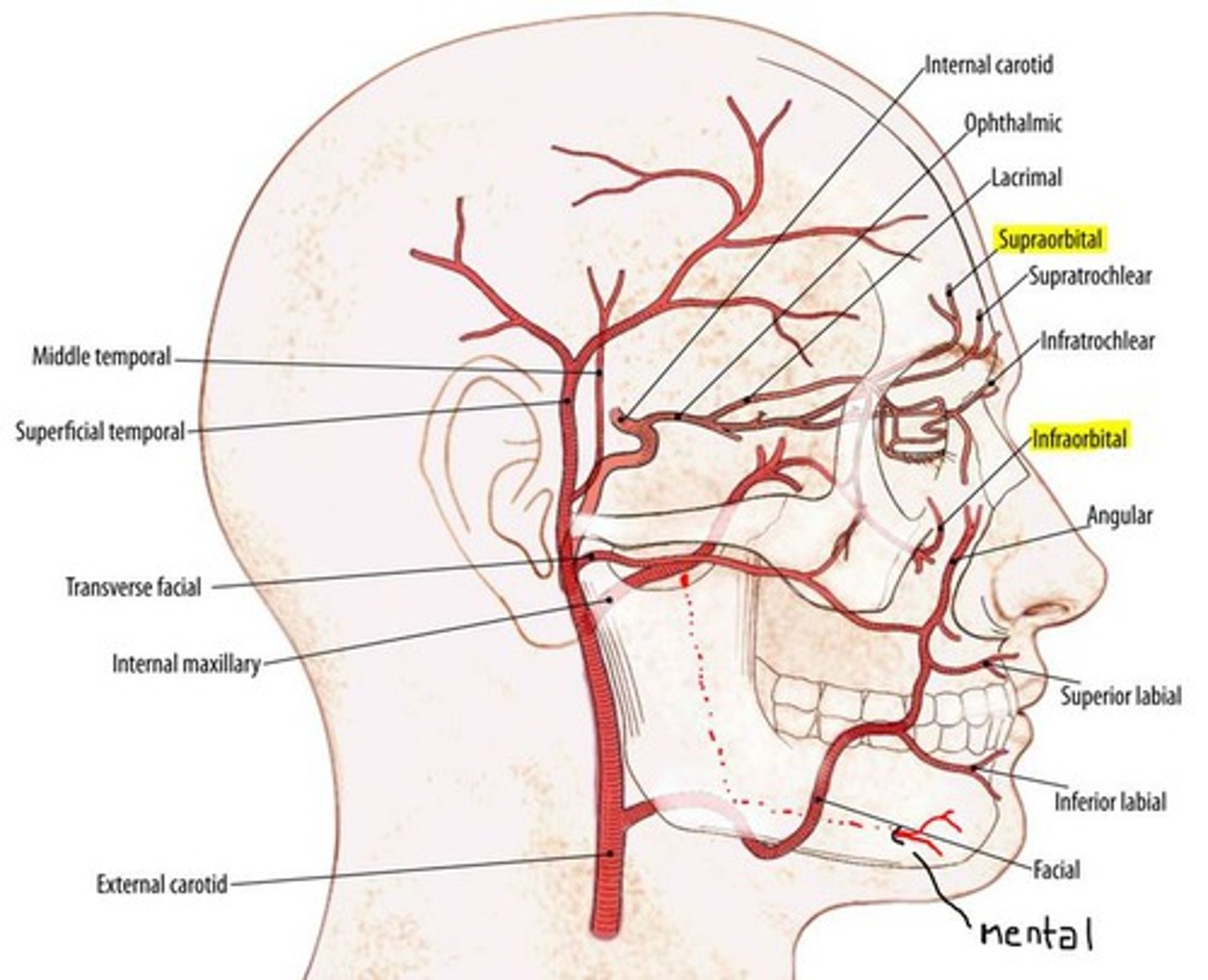knowt flashcard image