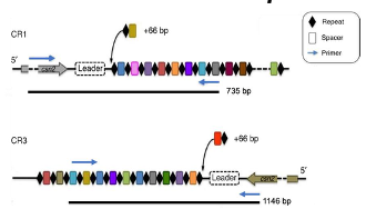 <p>New spacer is added to the 5’ end of the CRISPR array or leader-adjacent. </p>
