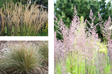 <p>-very upright, slender, vertical -pointy/linear seed heads</p>