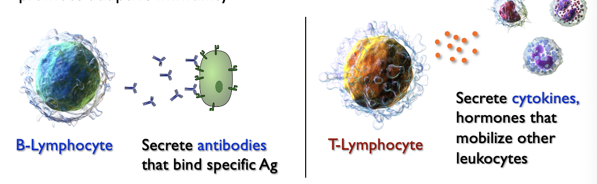 <ul><li><p><span><span>Acts only in response to an infection; sometimes called </span><strong><span>acquired immunity</span></strong></span></p></li><li><p><span><span>Does not respond immediately like innate immunity → takes several days, but response is more precise, long-lasting and completely clears pathogen</span></span></p></li><li><p style="text-align: left;"><span><span>The adaptive immune system responds to </span><strong><span>antigens (Ag)</span></strong><span> → species/strain-specific molecules (usually proteins) on a particular pathogen</span></span></p></li><li><p style="text-align: left;"><span><span>Two types of </span><strong><span>lymphocyte</span></strong><span> (subtype of leukocyte) respond to antigens and promote adaptive immunity</span></span></p></li></ul><p></p>