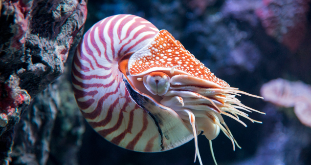 <p><span>•Latin: <em>cephalic</em> (head) + <em>podos</em> (foot)</span></p><p><span>•Chambered nautilus, squid, and octopus</span></p><p><span>•All are predators</span></p><p><span>•Characteristics:</span></p><p><span>•Closed circulatory system with 3 hearts</span></p><p><span>• Well-developed eyes</span></p><p><span>•Highly intelligent</span></p><p><span>Dioecious</span></p><p><span>•Chromatophores</span></p><p><span>•Pigmented cells that help change color</span></p><p><span>•Octopus have 8 arms as do squids, but squids have 2 longer tentacles with hooks for grabbing prey</span></p><p><span>•Pen</span></p><p><span>•Remnant of a shell, only found in squid</span></p><p><span>•Have a beak</span></p>
