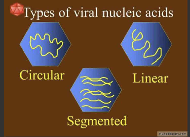 <p>Viral genome can consist of double-stranded DNA, single-stranded DNA, double-stranded RNA or single-stranded RNA. They contain either DNA or RNA.</p><p>The genome is usually a single linear or circular molecule but some viruses have a segmented genome comprised of multiple parts. Examples of segmented genome viruses are influenza and rotavirus.</p>