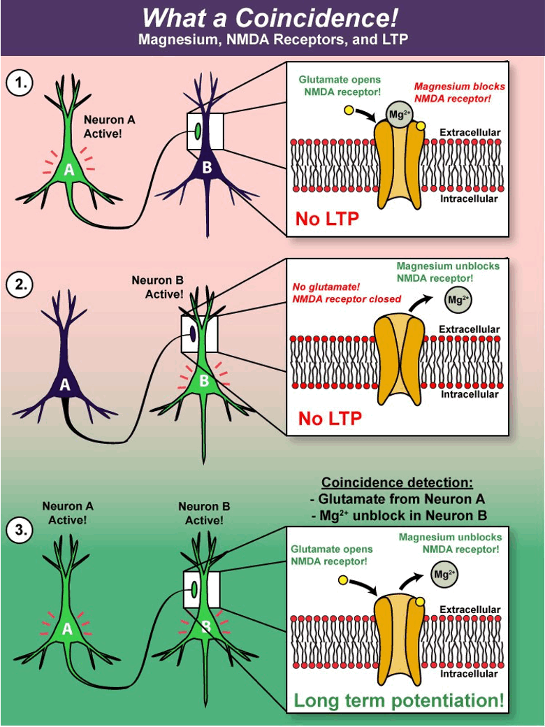 <ul><li><p>no postsynaptic spiking = Mg block→ no LTP</p></li><li><p>Postsynaptic spiking but no glutamate = Mg block removed but no glutamate to open NMDA receptor</p></li><li><p>Glutamate from A and Mg unblocked in B = LTP!!!</p></li></ul><p></p>
