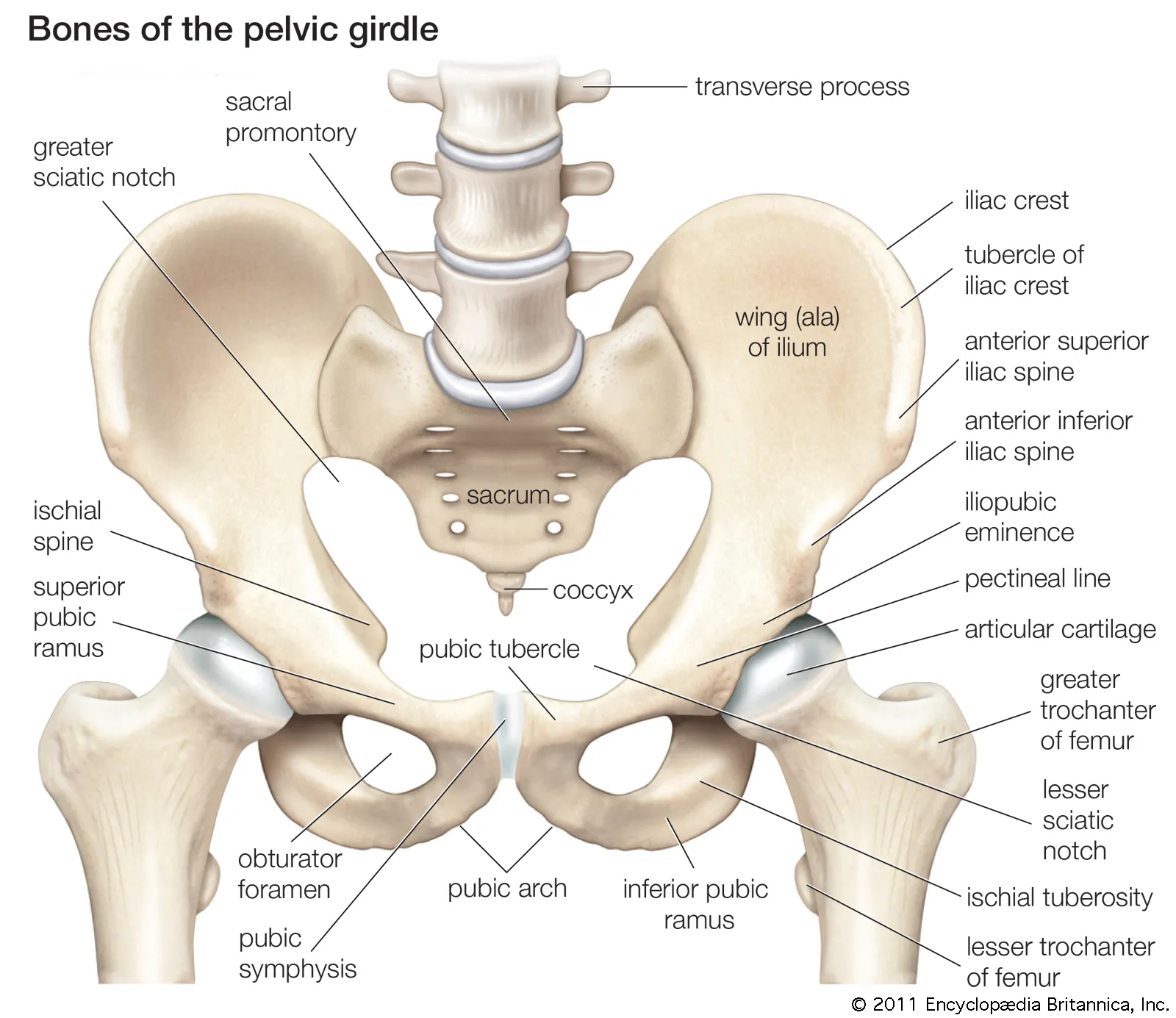 <p>Pelvic</p>