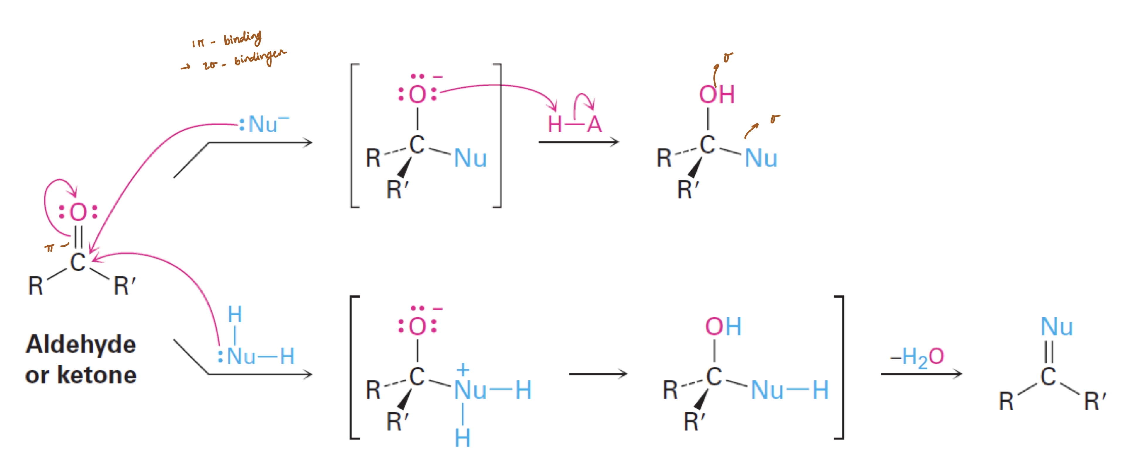 <ul><li><p>geladen nucleofiel</p><ul><li><p>afwerking adhv zuur → alc</p><p>‎</p></li></ul></li><li><p>neutraal nucleofiel</p><ul><li><p>H (nucleofiel) verplaatst naar O<sup>-</sup></p></li><li><p>-H<sub>2</sub>O</p></li><li><p>product; hydraat, acetal, imine of enamine</p></li></ul></li></ul><p></p>