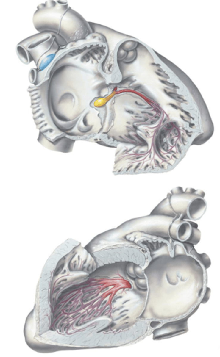 <p>From the Atrioventricular (AV) Bundle (of His), the impulse is carried down the ___ and ___ ___ ___ to the ___ ___ which radiate throughout the ventricles.</p>