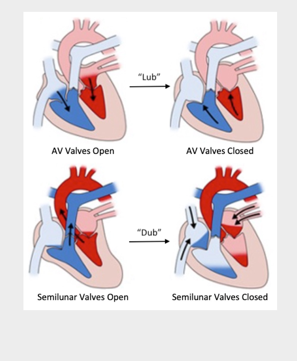 <p>Semilunar valves closing</p>