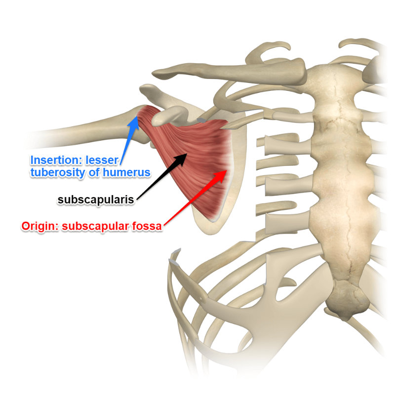 <ul><li><p>shoulder adduction </p></li><li><p>underneath the scapula </p></li></ul><p></p>