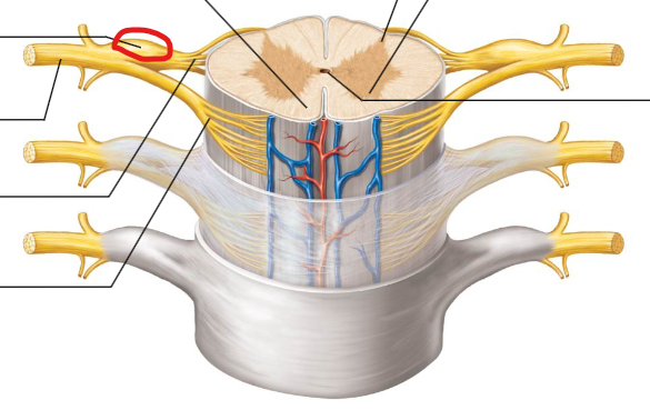 <p>A swelling on the dorsal root containing the cell bodies of sensory neurons.</p>