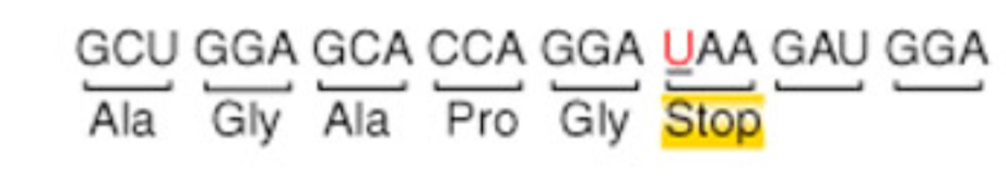 <p>changes an amino acid to a STOP codon; premature termination of translation</p>